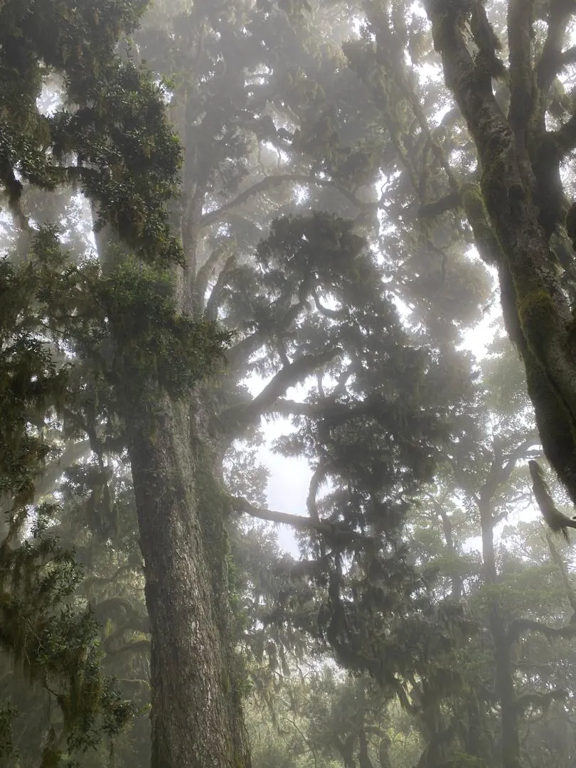 Mount Kilimanjaro trekking landscape